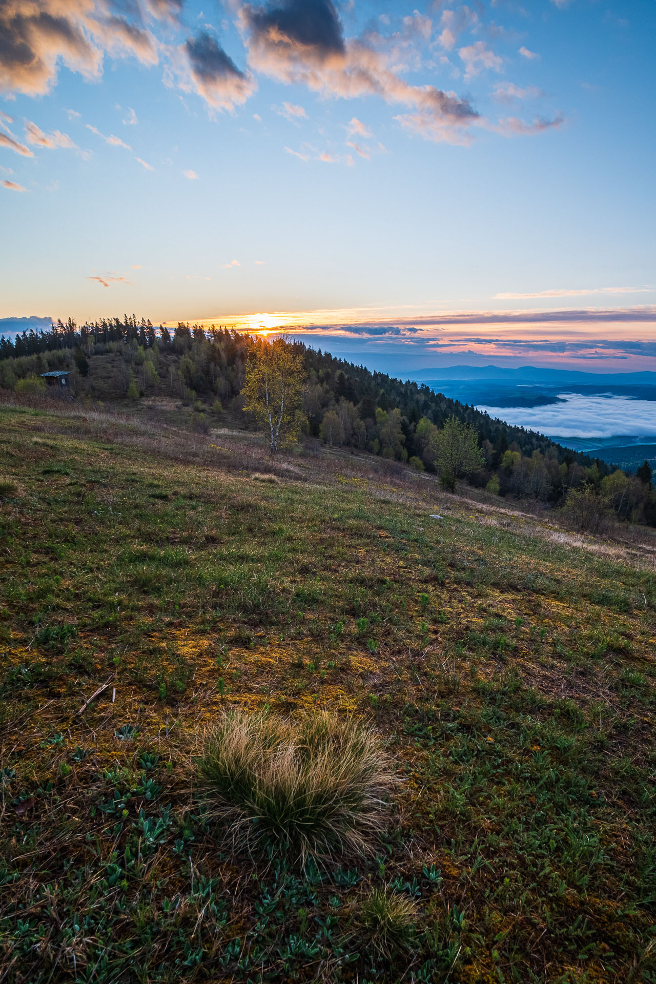 Sľubica z Vojkoviec (Branisko a Bachureň)