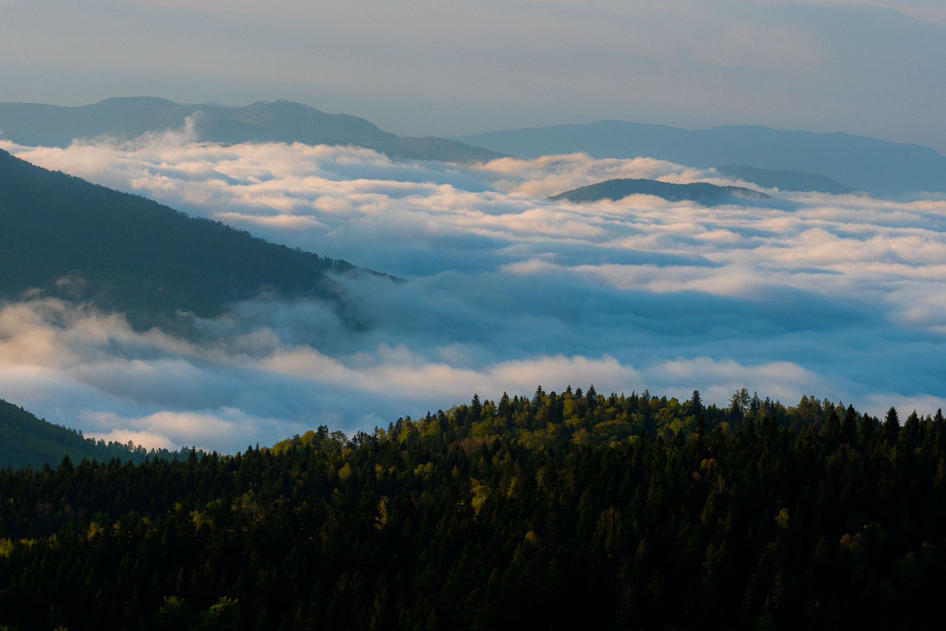 Sľubica z Vojkoviec (Branisko a Bachureň)