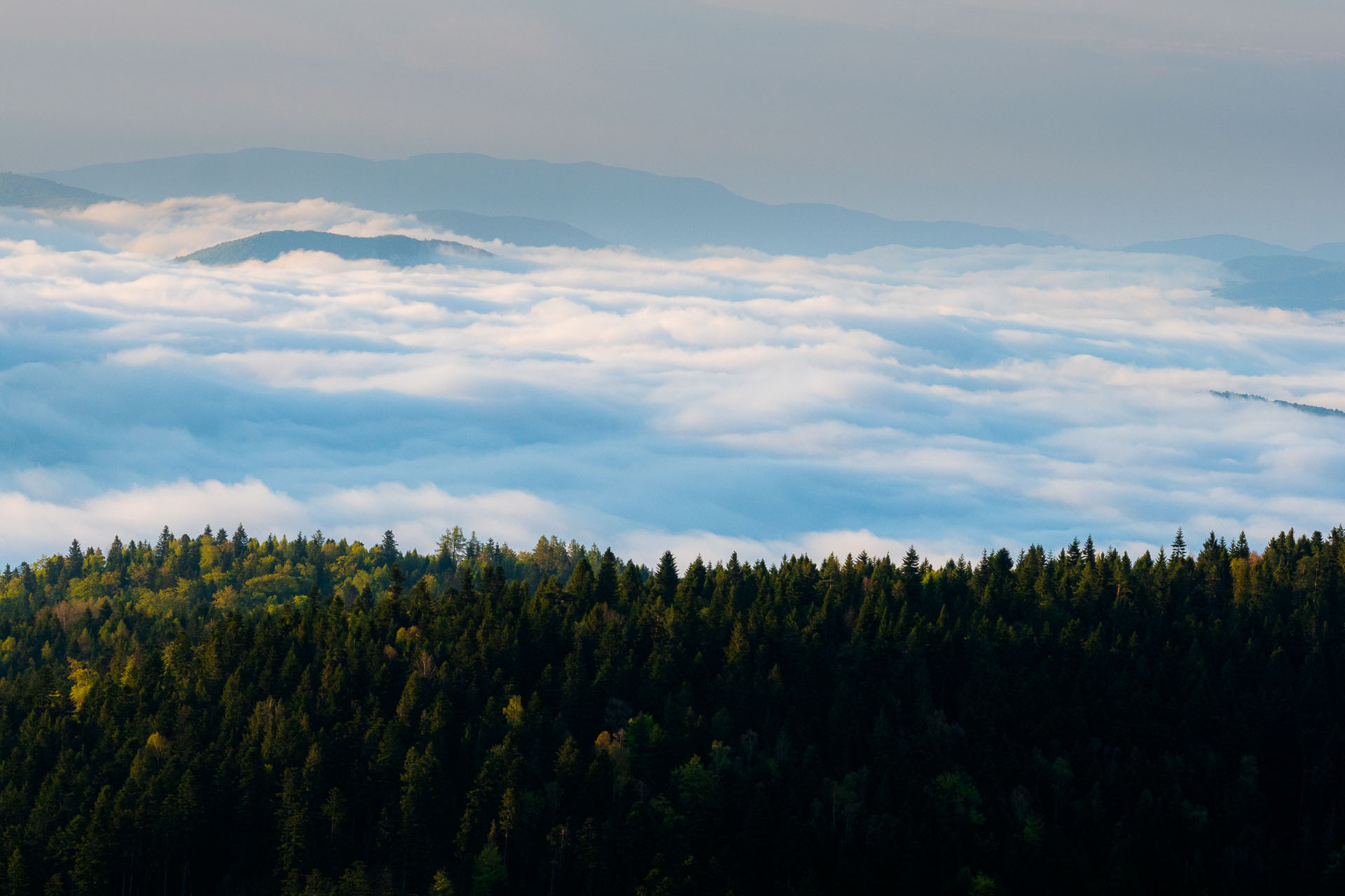 Sľubica z Vojkoviec (Branisko a Bachureň)