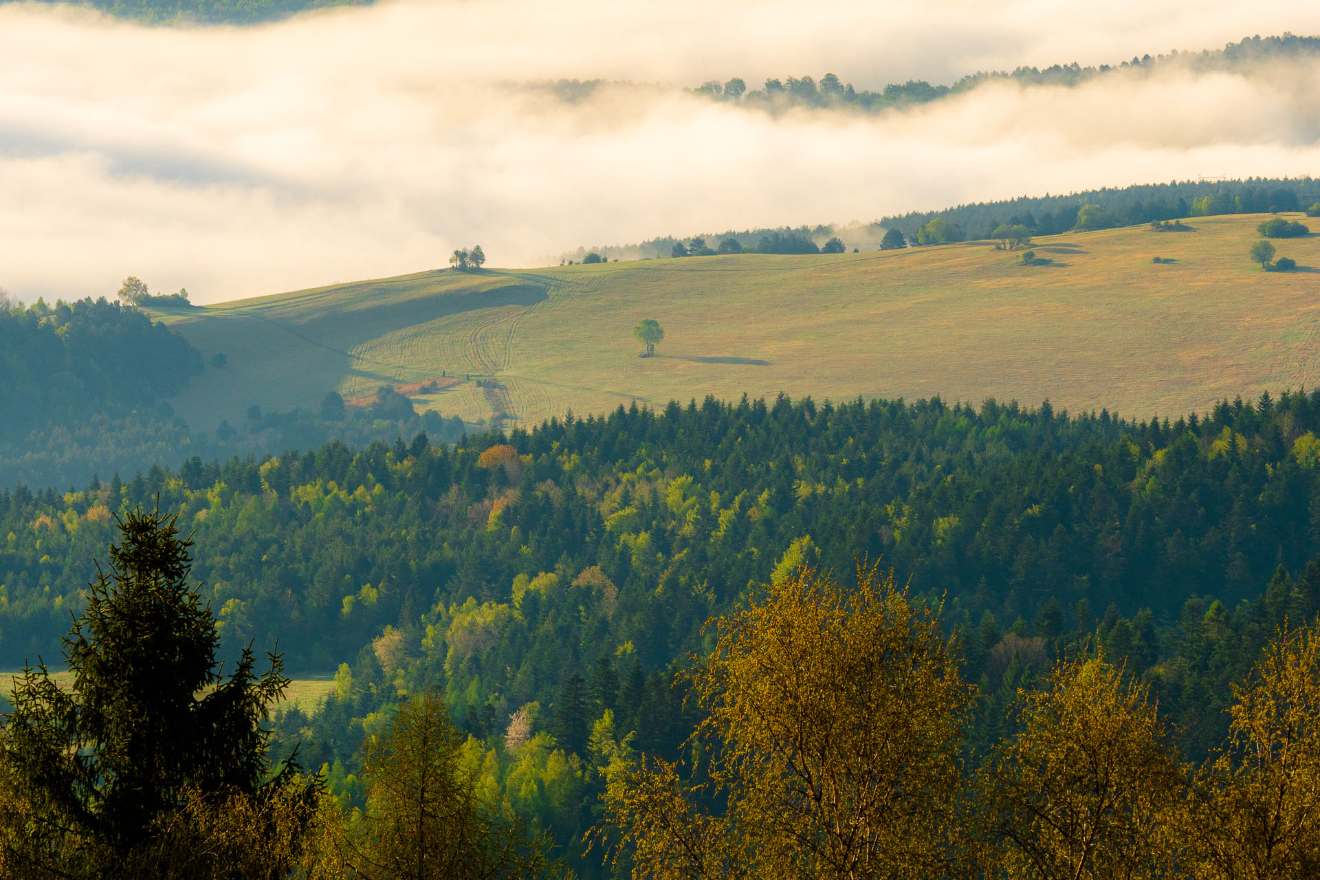 Sľubica z Vojkoviec (Branisko a Bachureň)