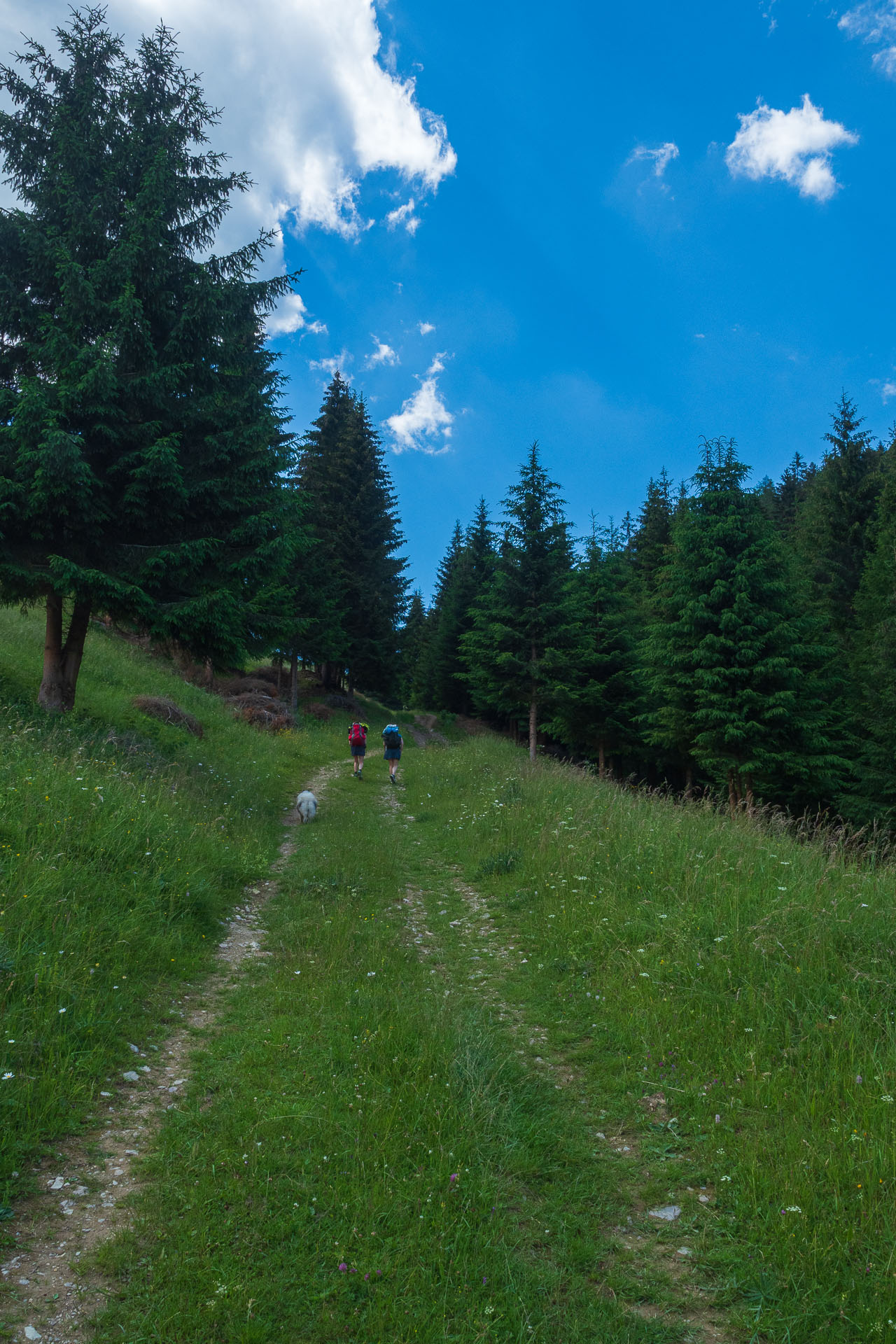 Smrečiny z Liptovskej Tepličky (Nízke Tatry)