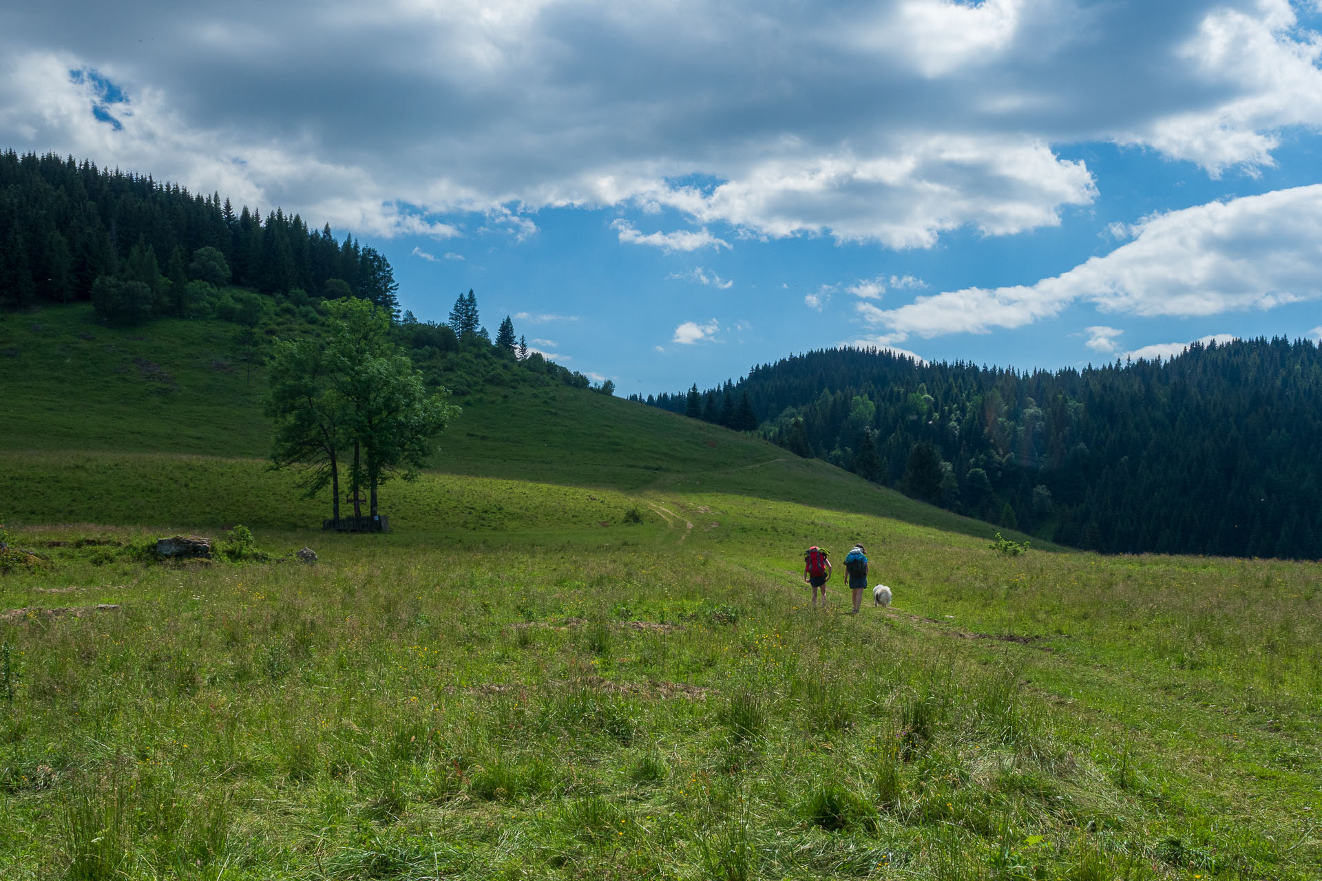 Smrečiny z Liptovskej Tepličky (Nízke Tatry)