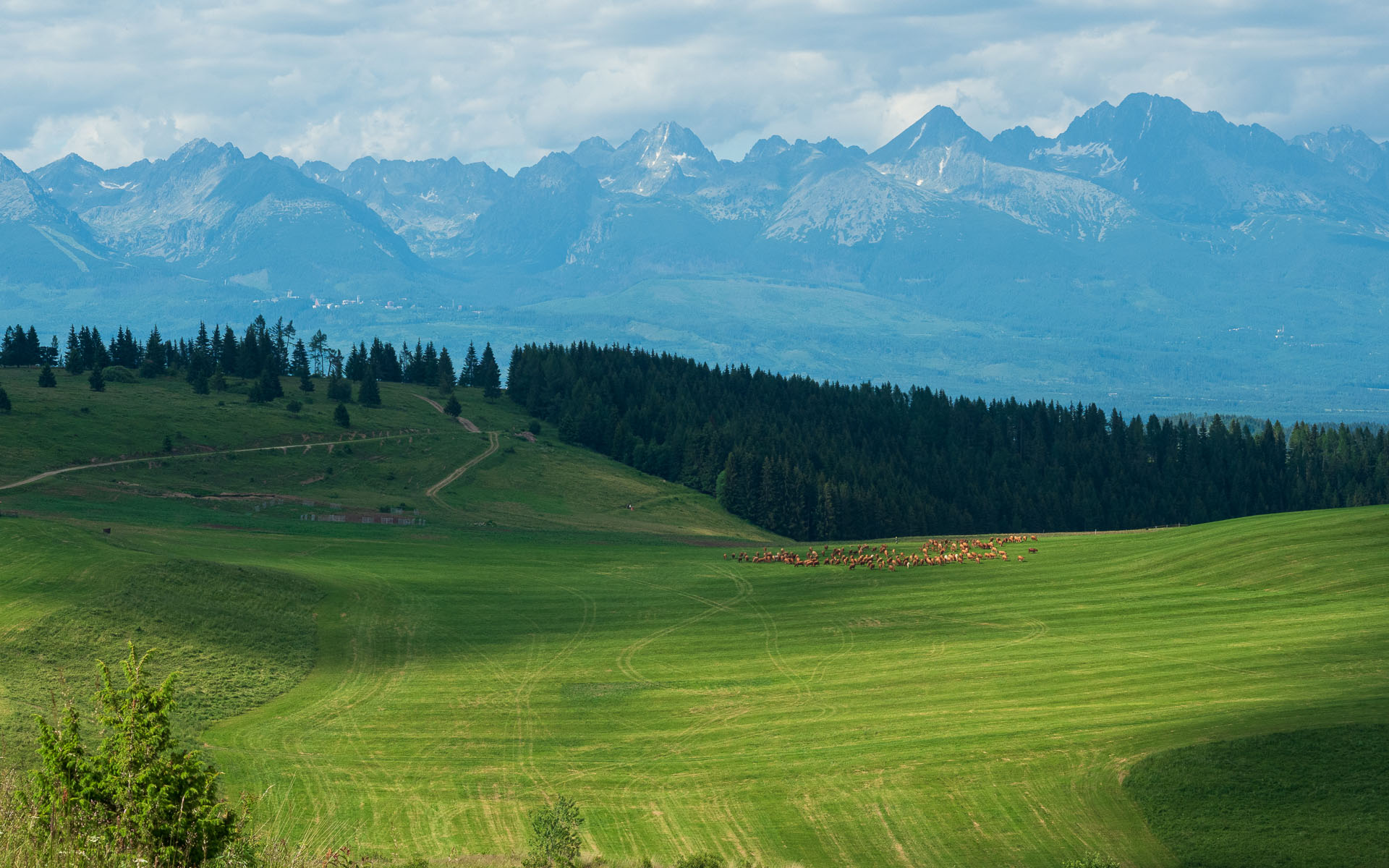 Smrečiny z Liptovskej Tepličky (Nízke Tatry)