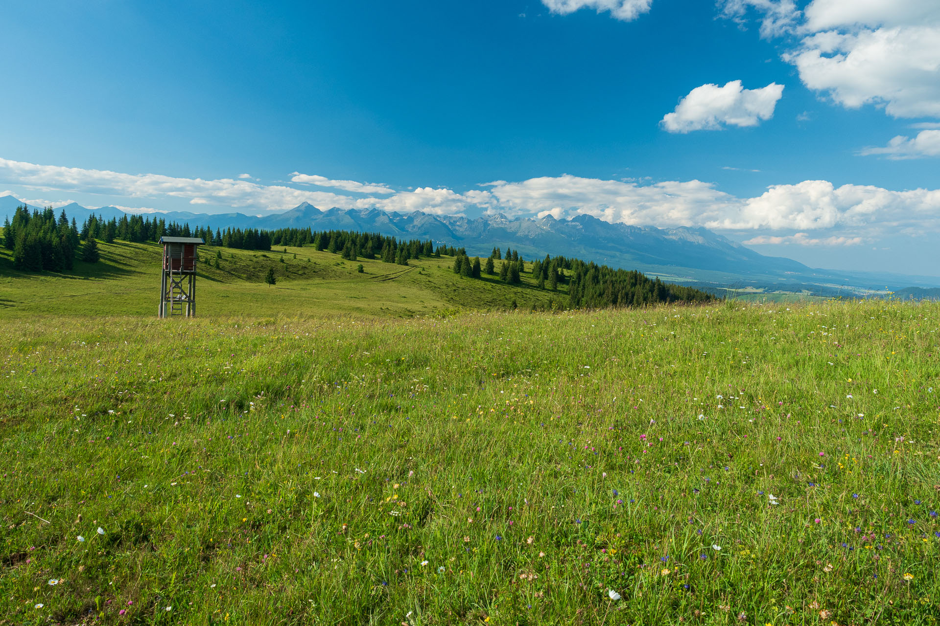 Smrečiny z Liptovskej Tepličky (Nízke Tatry)