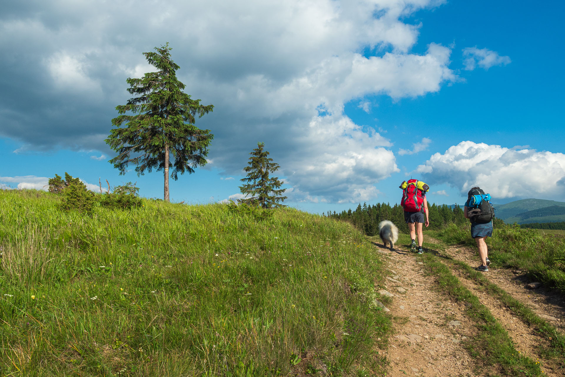 Smrečiny z Liptovskej Tepličky (Nízke Tatry)