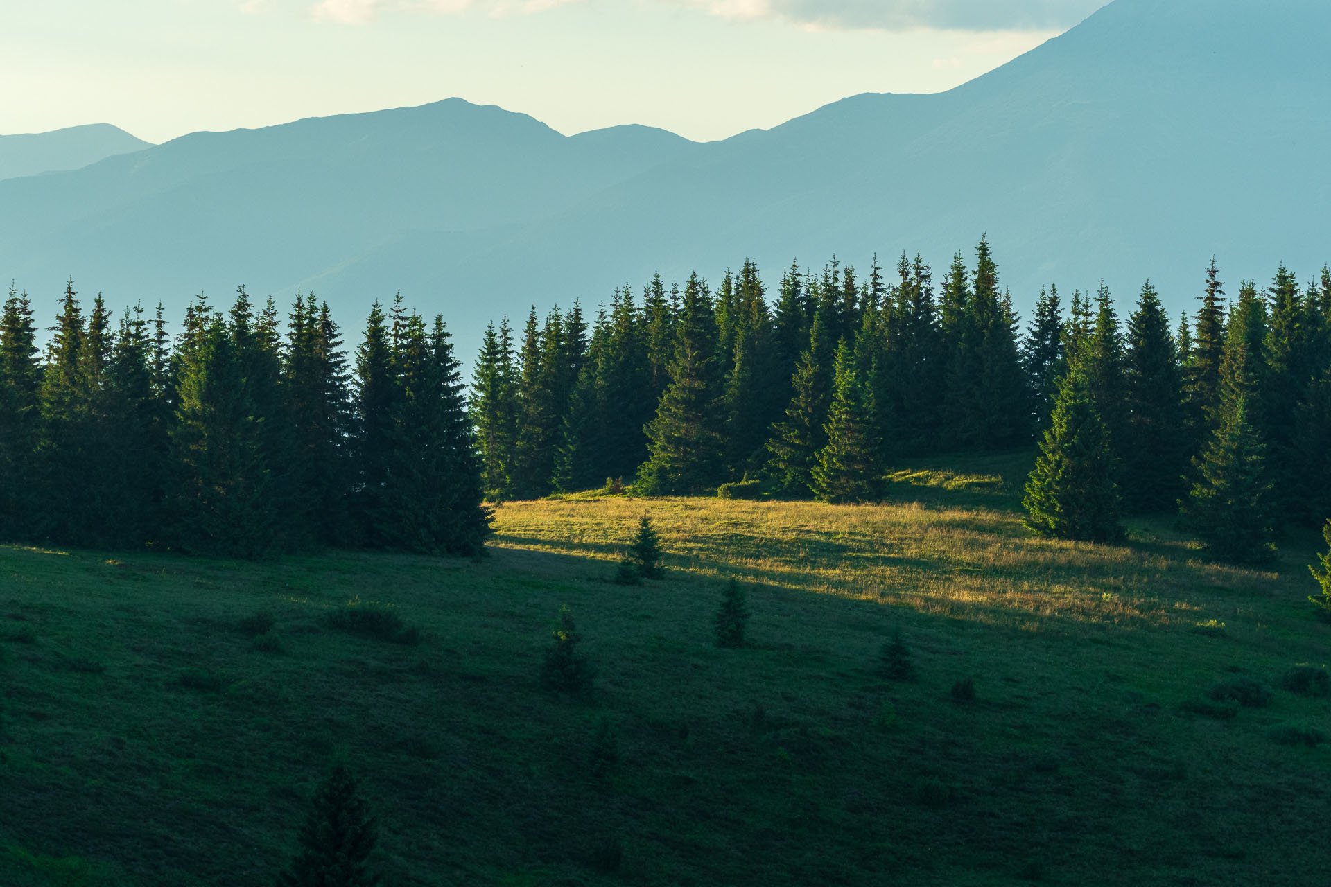 Smrečiny z Liptovskej Tepličky (Nízke Tatry)