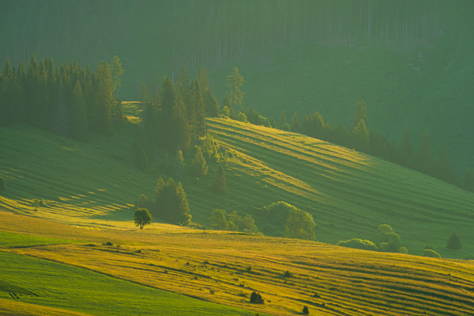 Smrečiny z Liptovskej Tepličky (Nízke Tatry)