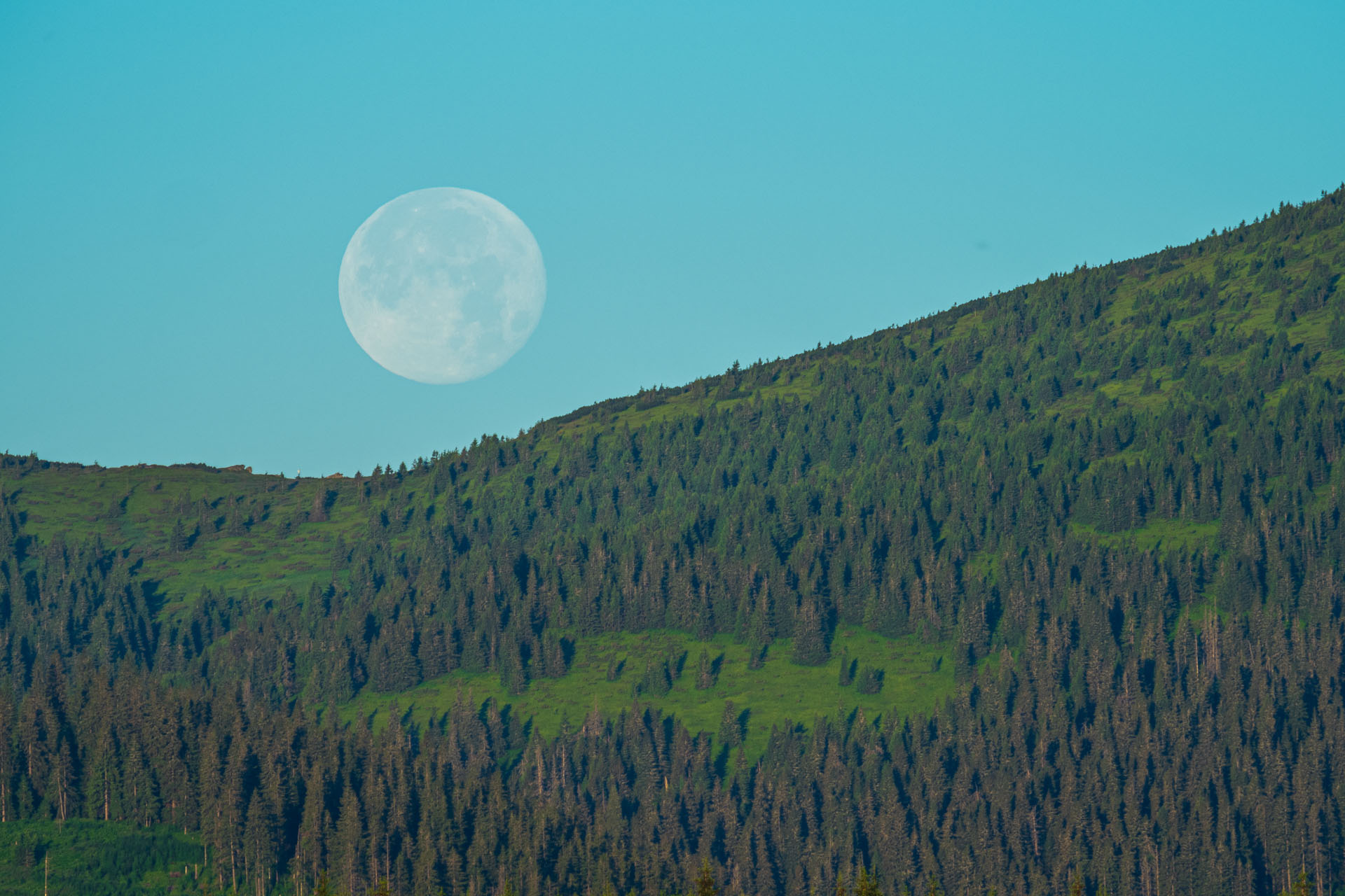 Smrečiny z Liptovskej Tepličky (Nízke Tatry)