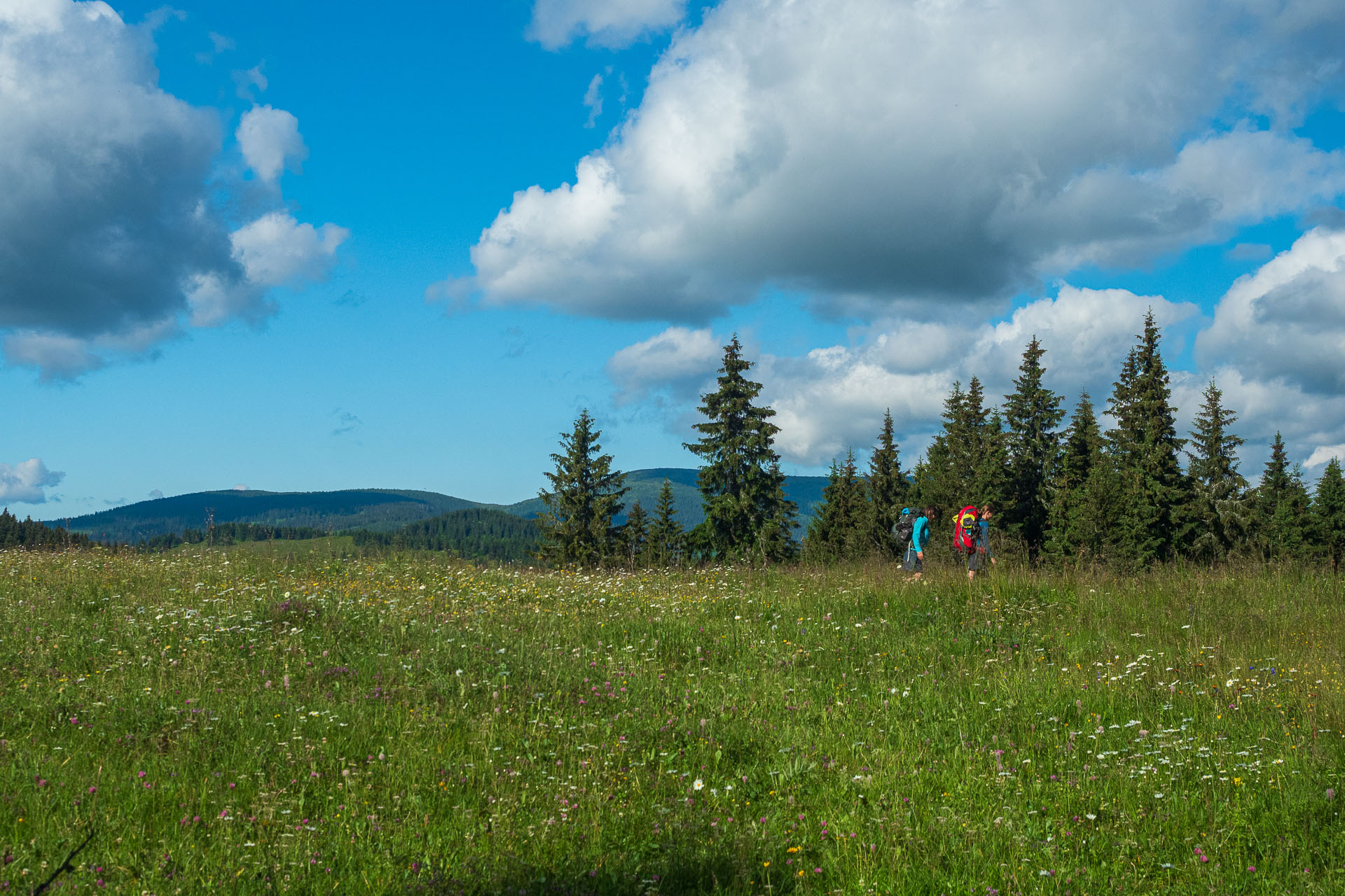 Smrečiny z Liptovskej Tepličky (Nízke Tatry)