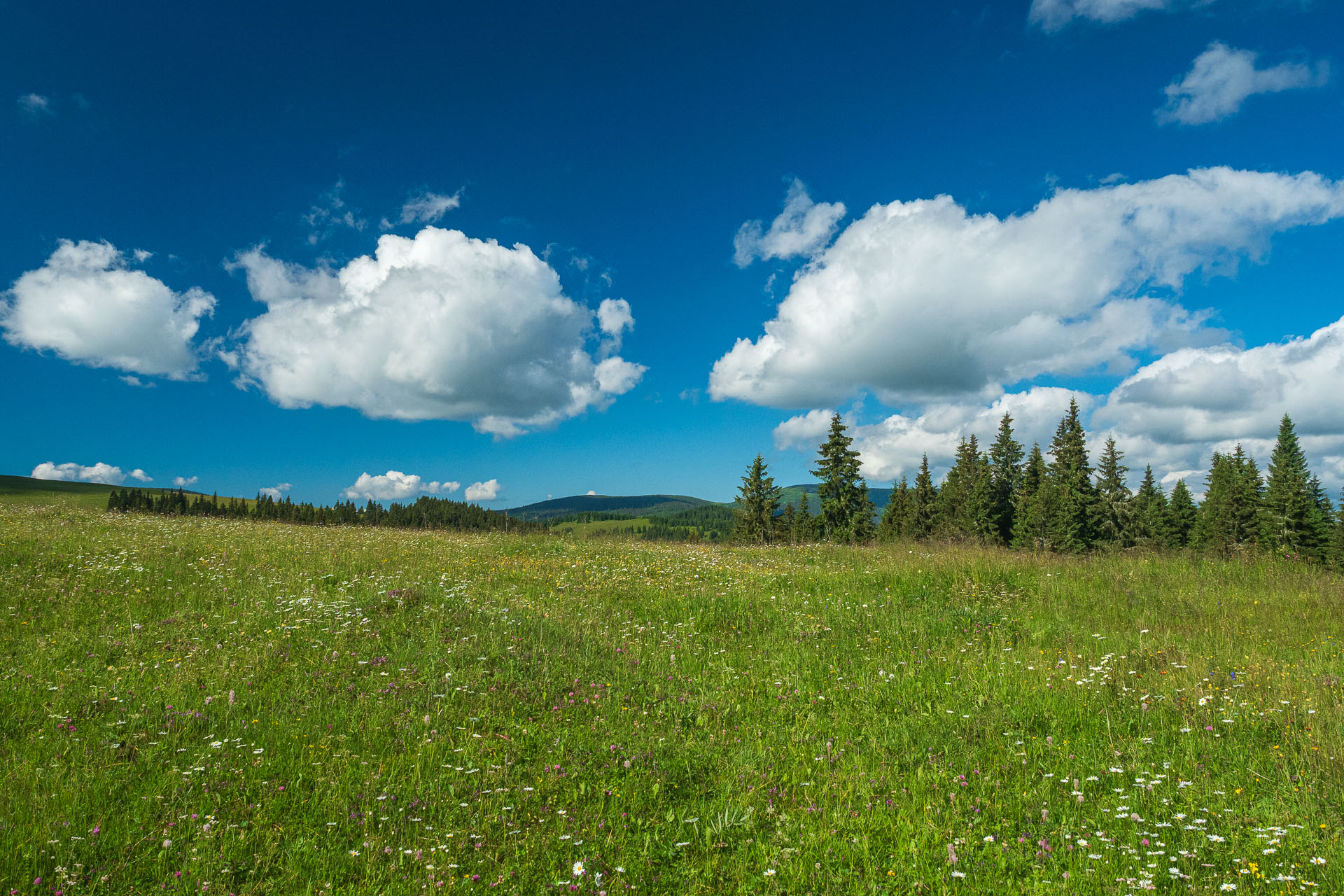 Smrečiny z Liptovskej Tepličky (Nízke Tatry)