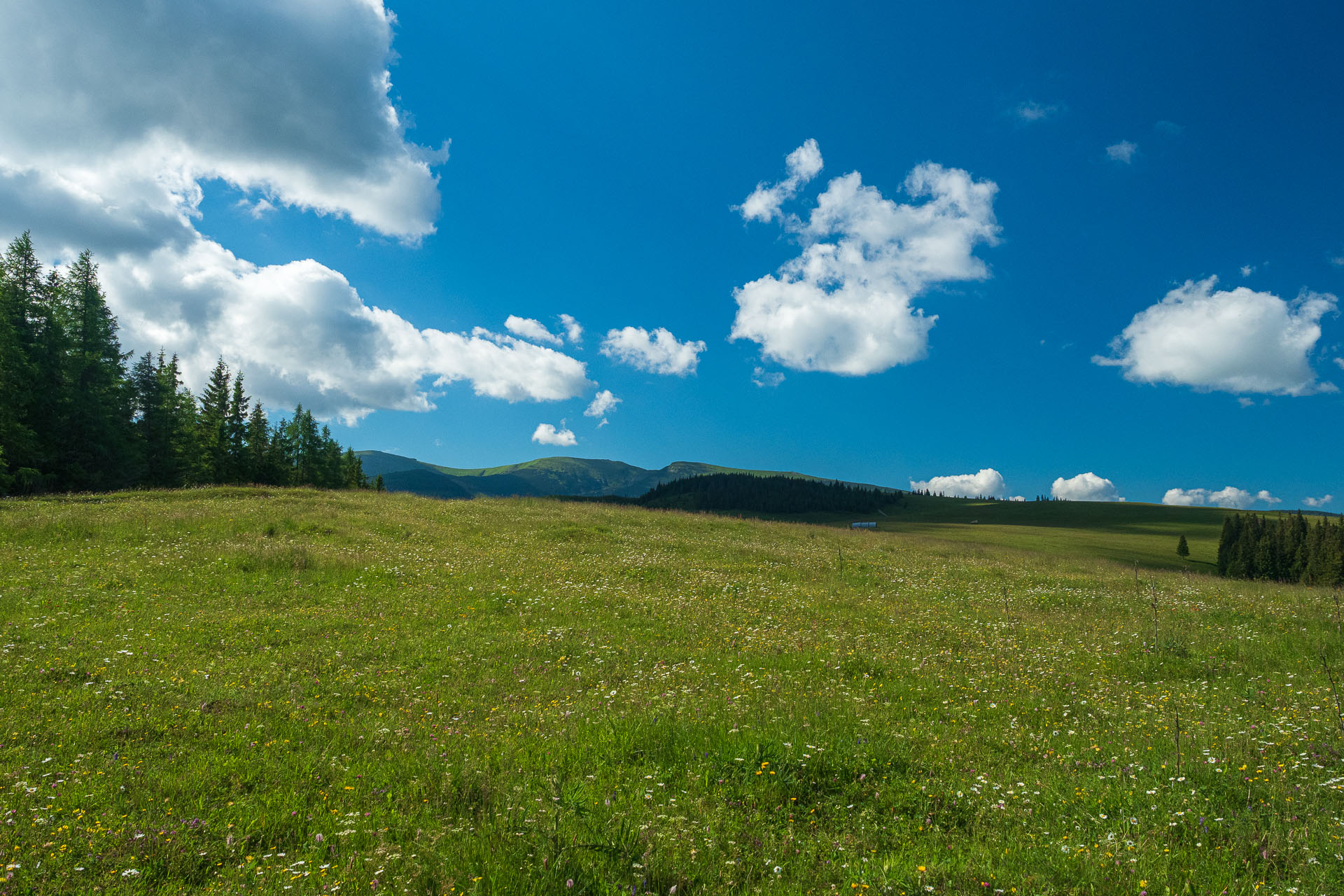 Smrečiny z Liptovskej Tepličky (Nízke Tatry)