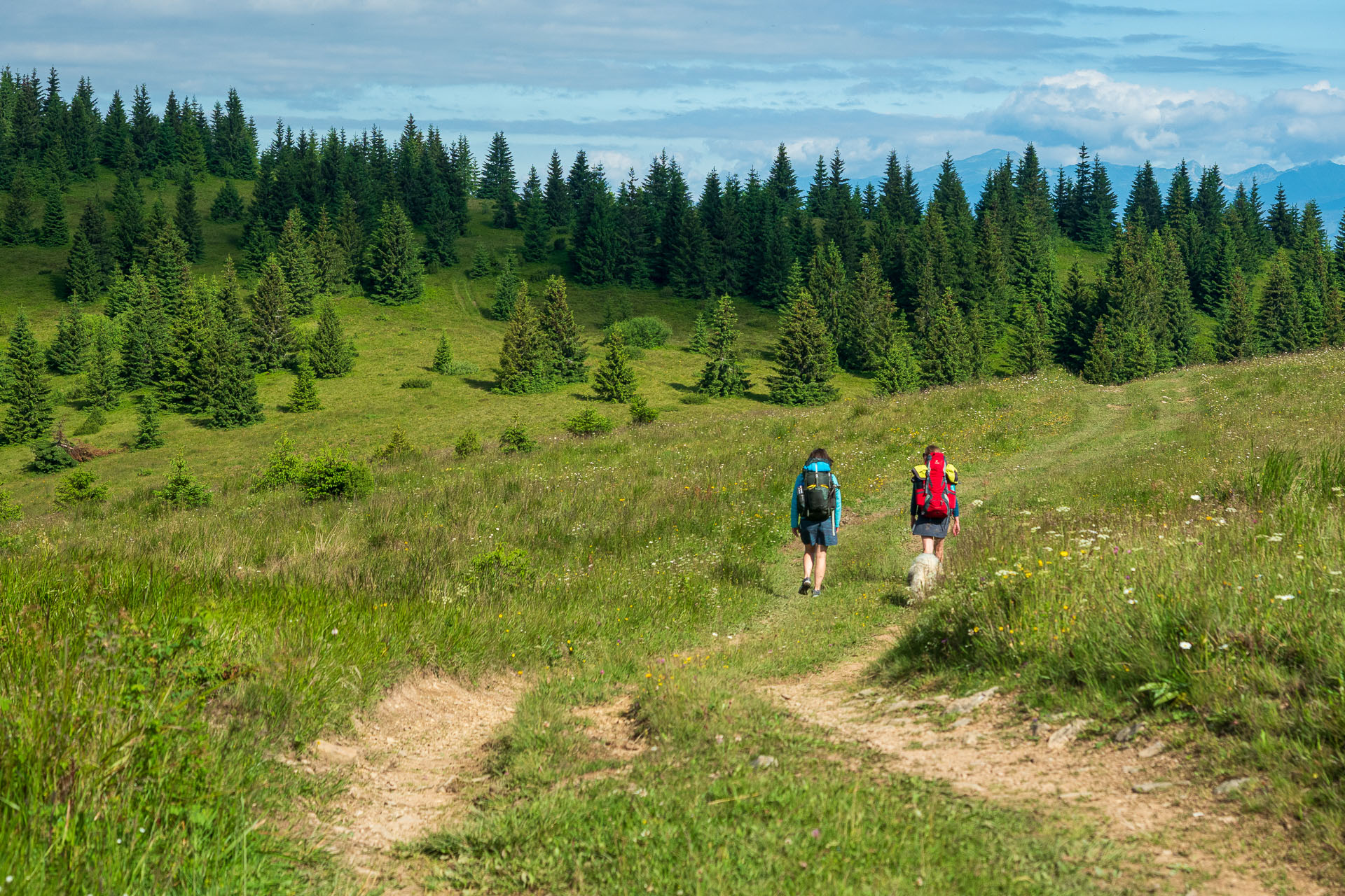 Smrečiny z Liptovskej Tepličky (Nízke Tatry)