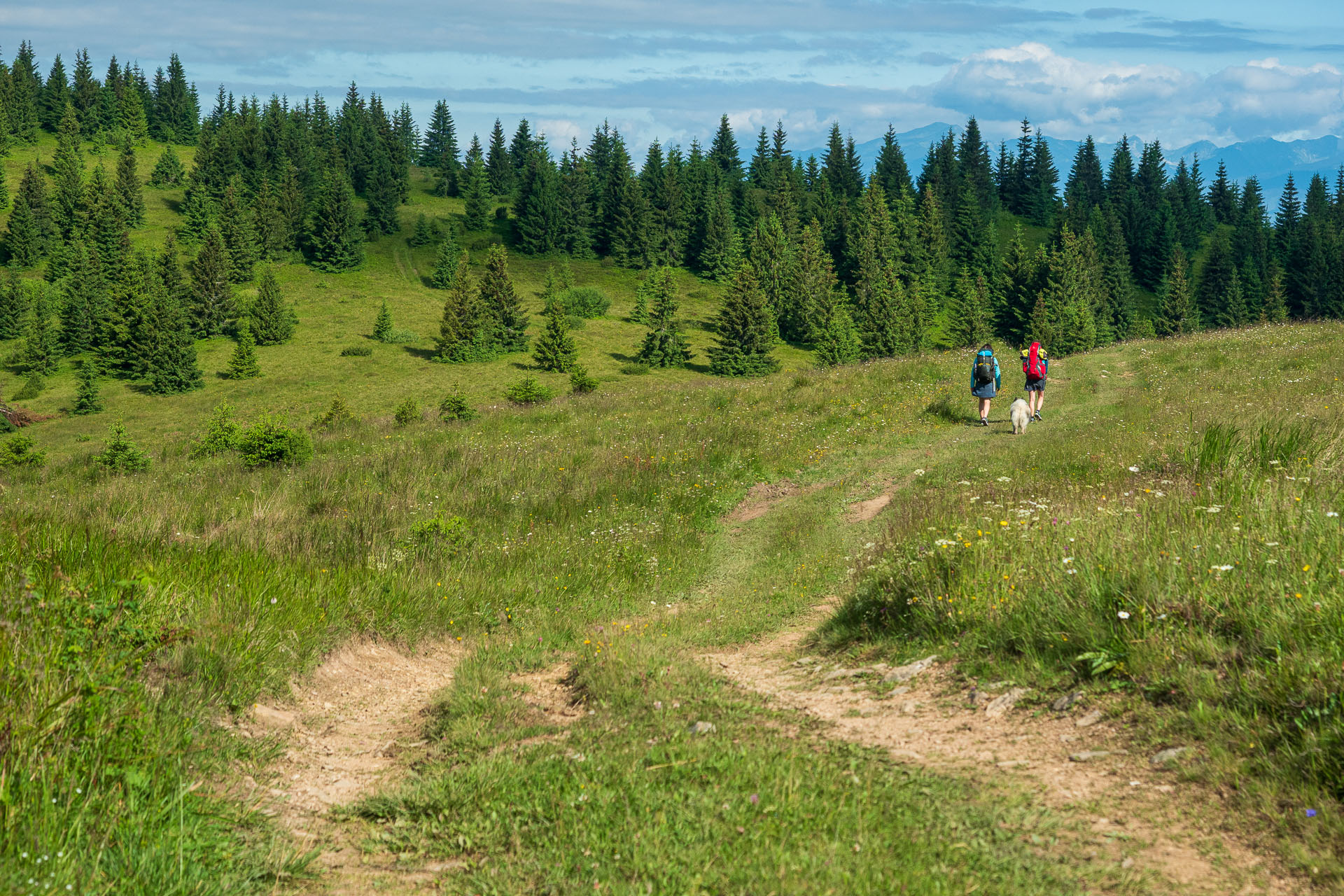 Smrečiny z Liptovskej Tepličky (Nízke Tatry)