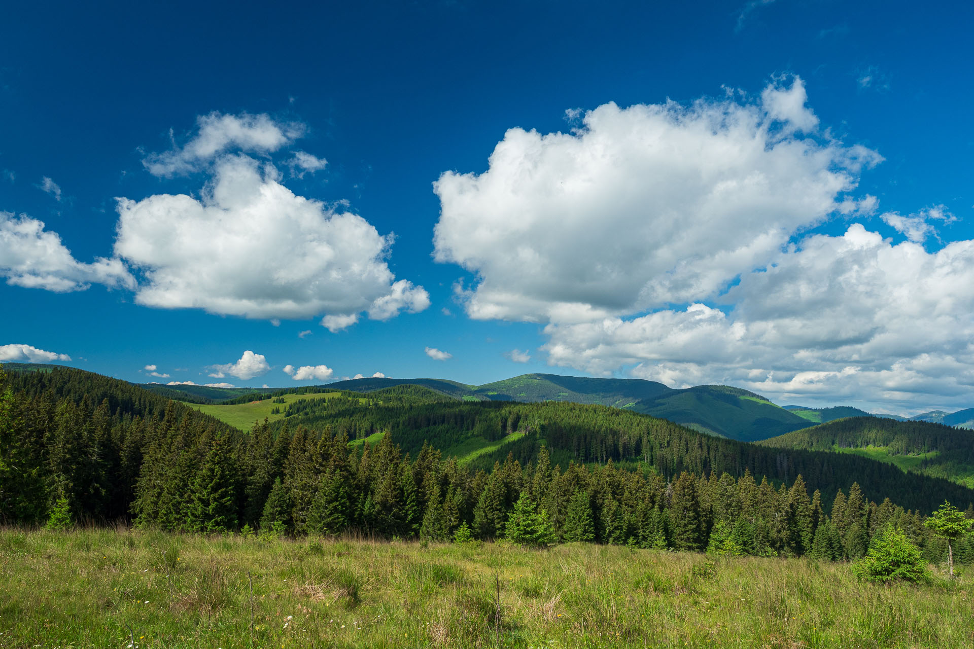 Smrečiny z Liptovskej Tepličky (Nízke Tatry)