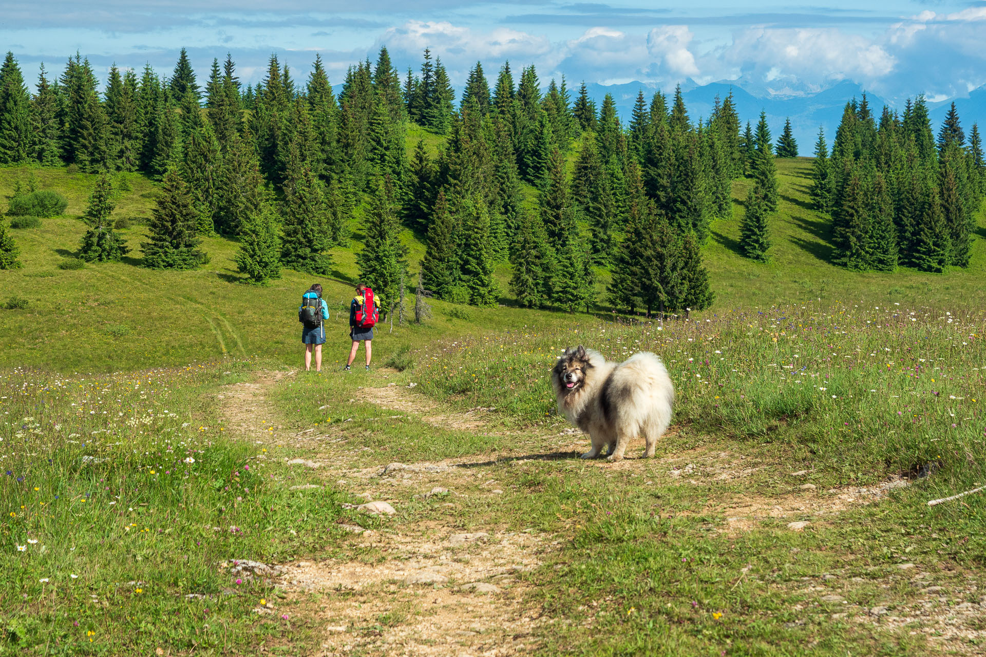 Smrečiny z Liptovskej Tepličky (Nízke Tatry)