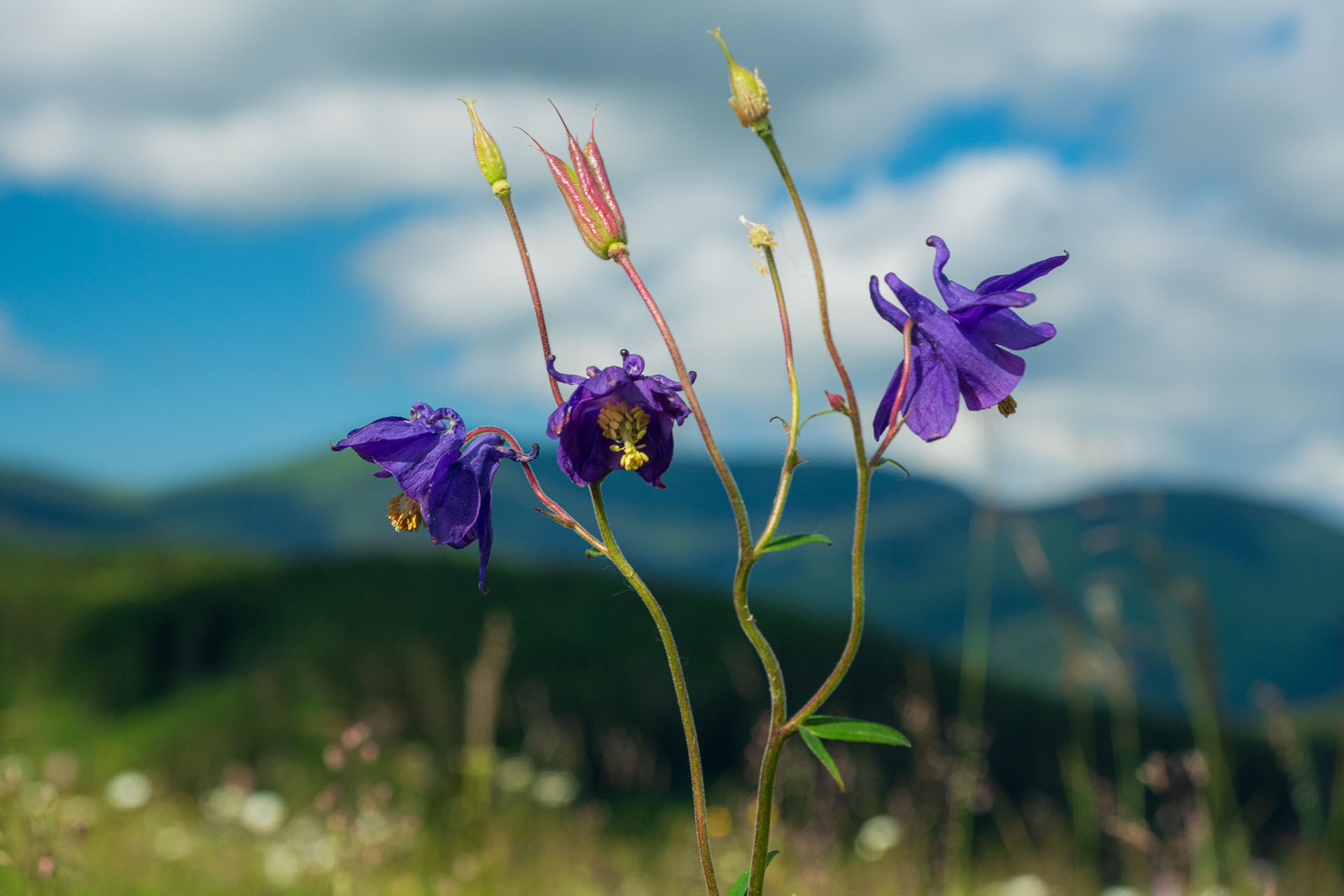 Smrečiny z Liptovskej Tepličky (Nízke Tatry)