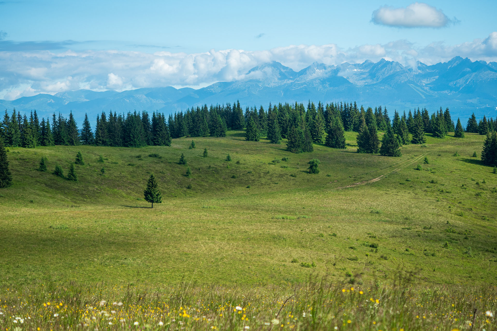 Smrečiny z Liptovskej Tepličky (Nízke Tatry)