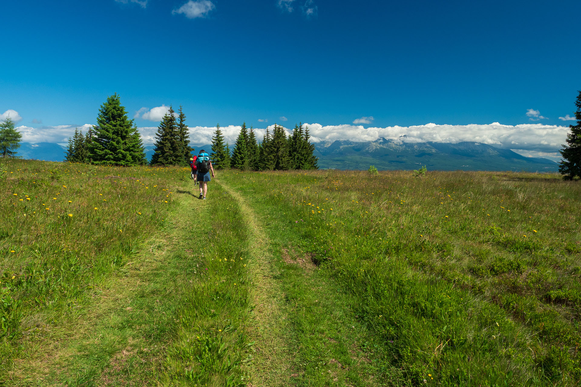 Smrečiny z Liptovskej Tepličky (Nízke Tatry)