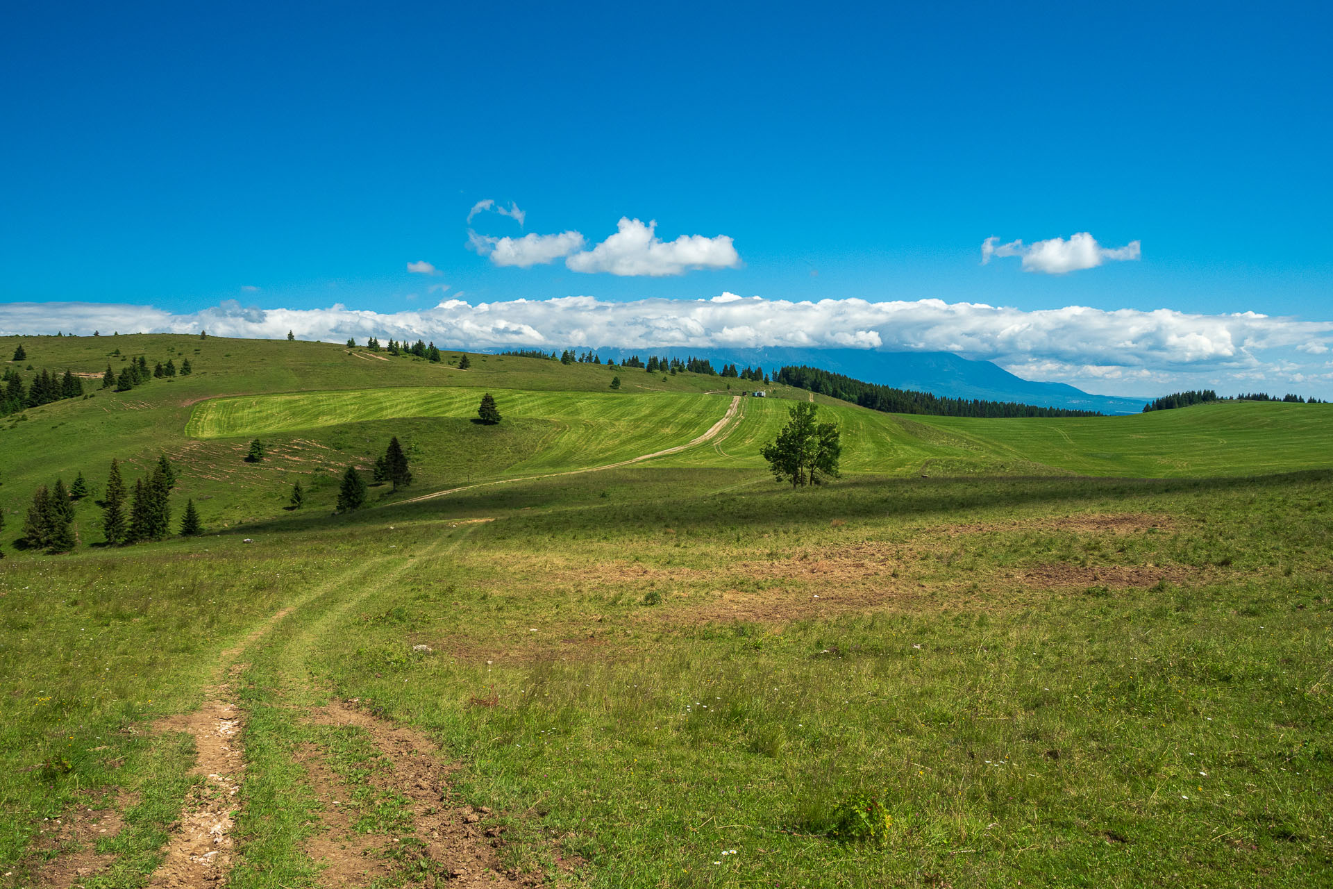 Smrečiny z Liptovskej Tepličky (Nízke Tatry)