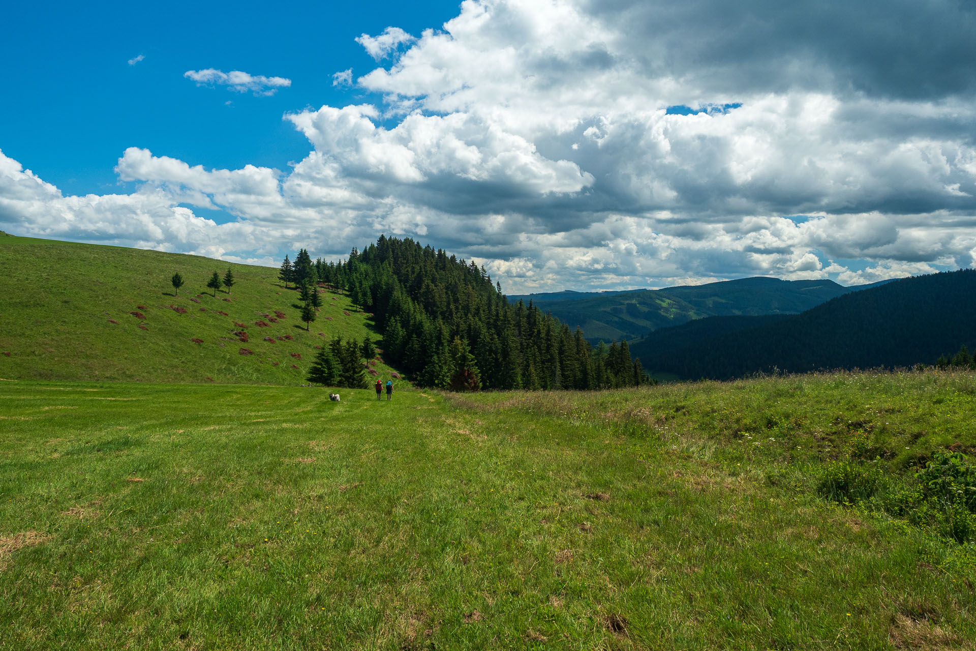 Smrečiny z Liptovskej Tepličky (Nízke Tatry)