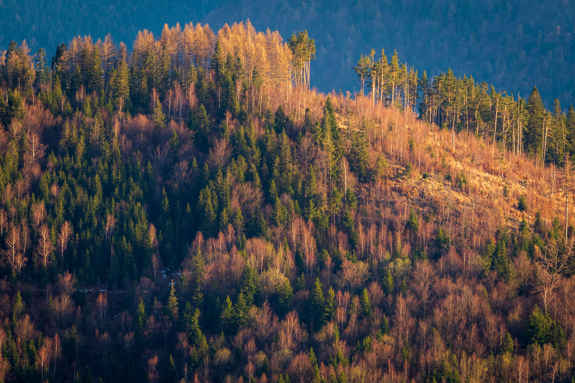 Smrekovica z Vyšného Slavkova (Branisko a Bachureň)