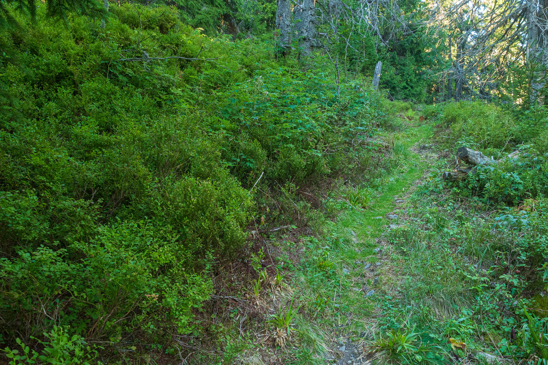 Veľký Bok z Polomky (Nízke Tatry)