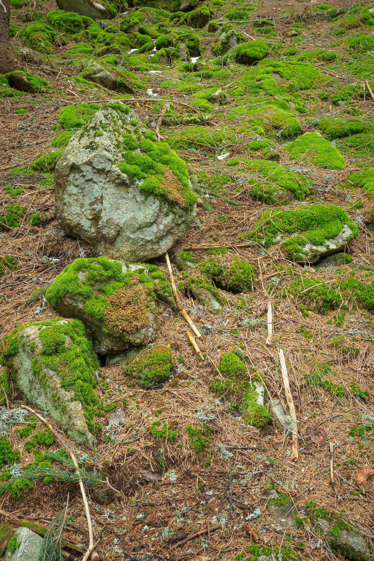 Chabenec z Magurky (Nízke Tatry)