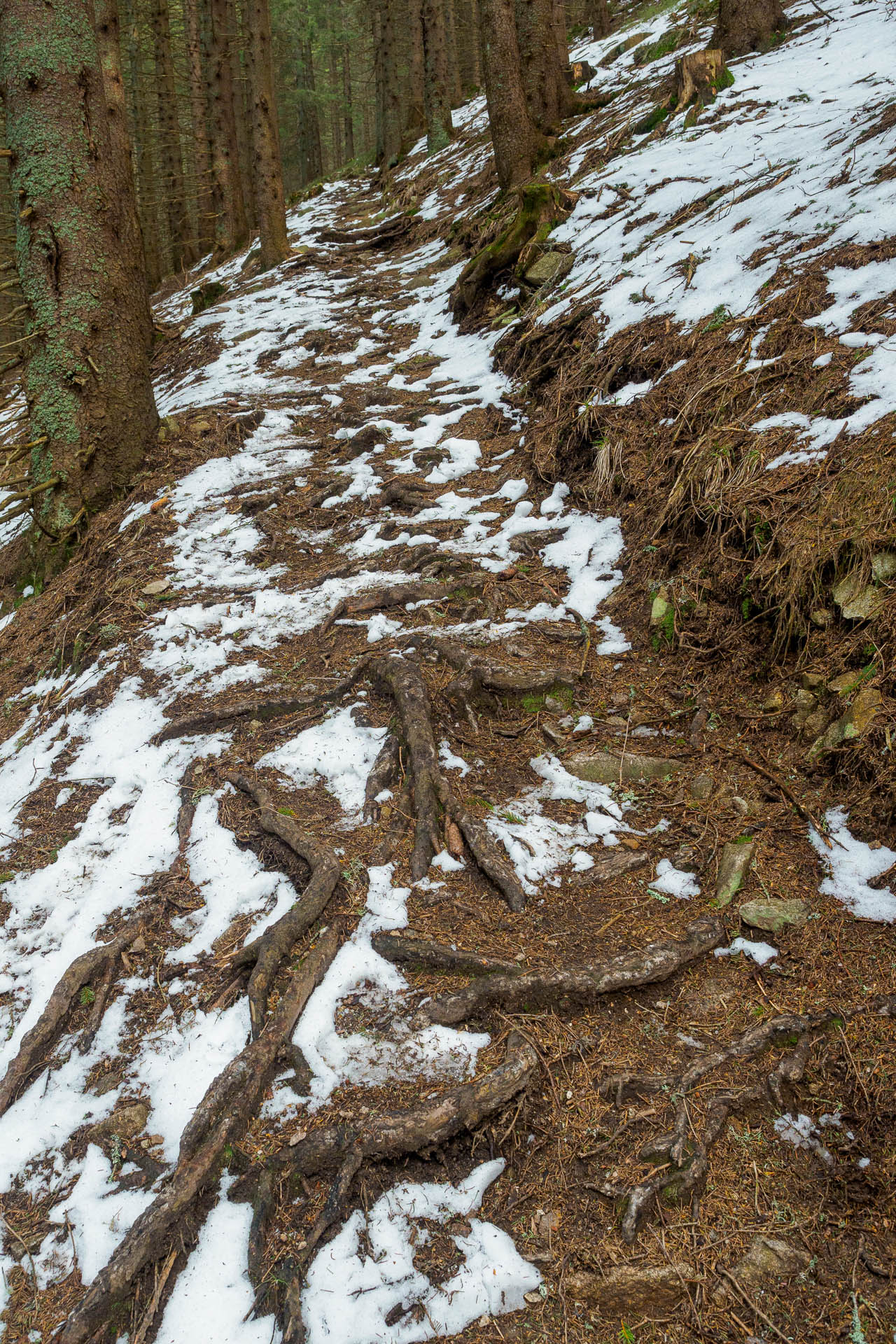 Chabenec z Magurky (Nízke Tatry)