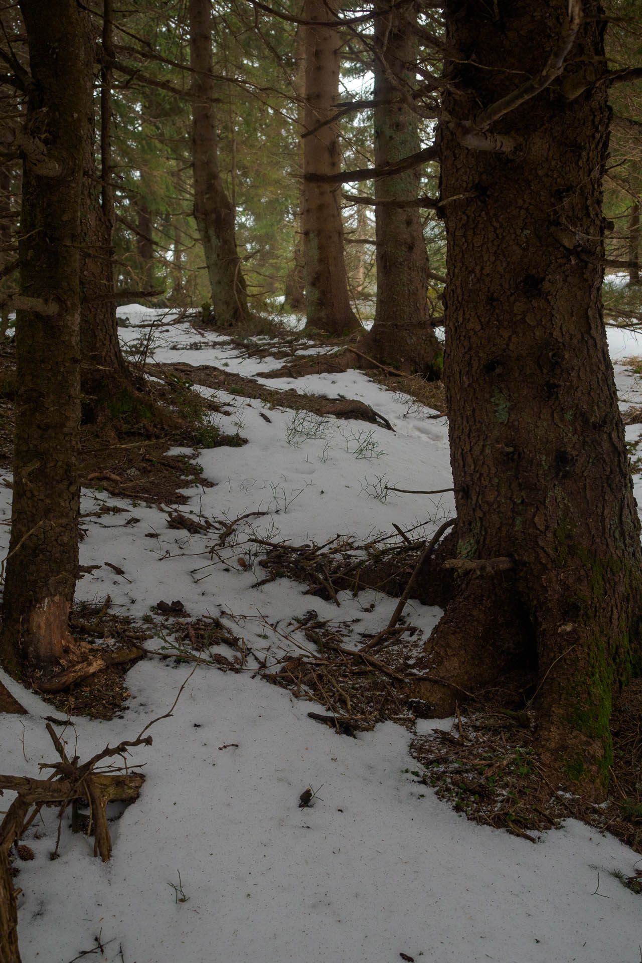 Chabenec z Magurky (Nízke Tatry)