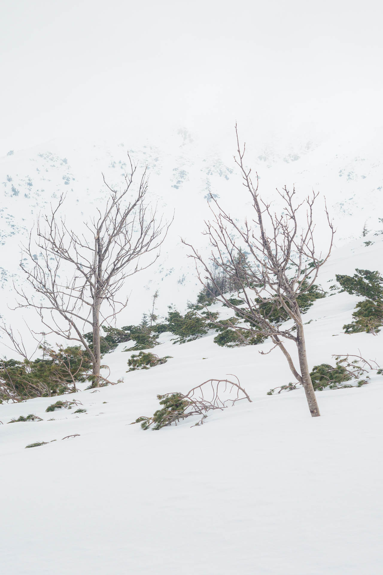 Chabenec z Magurky (Nízke Tatry)