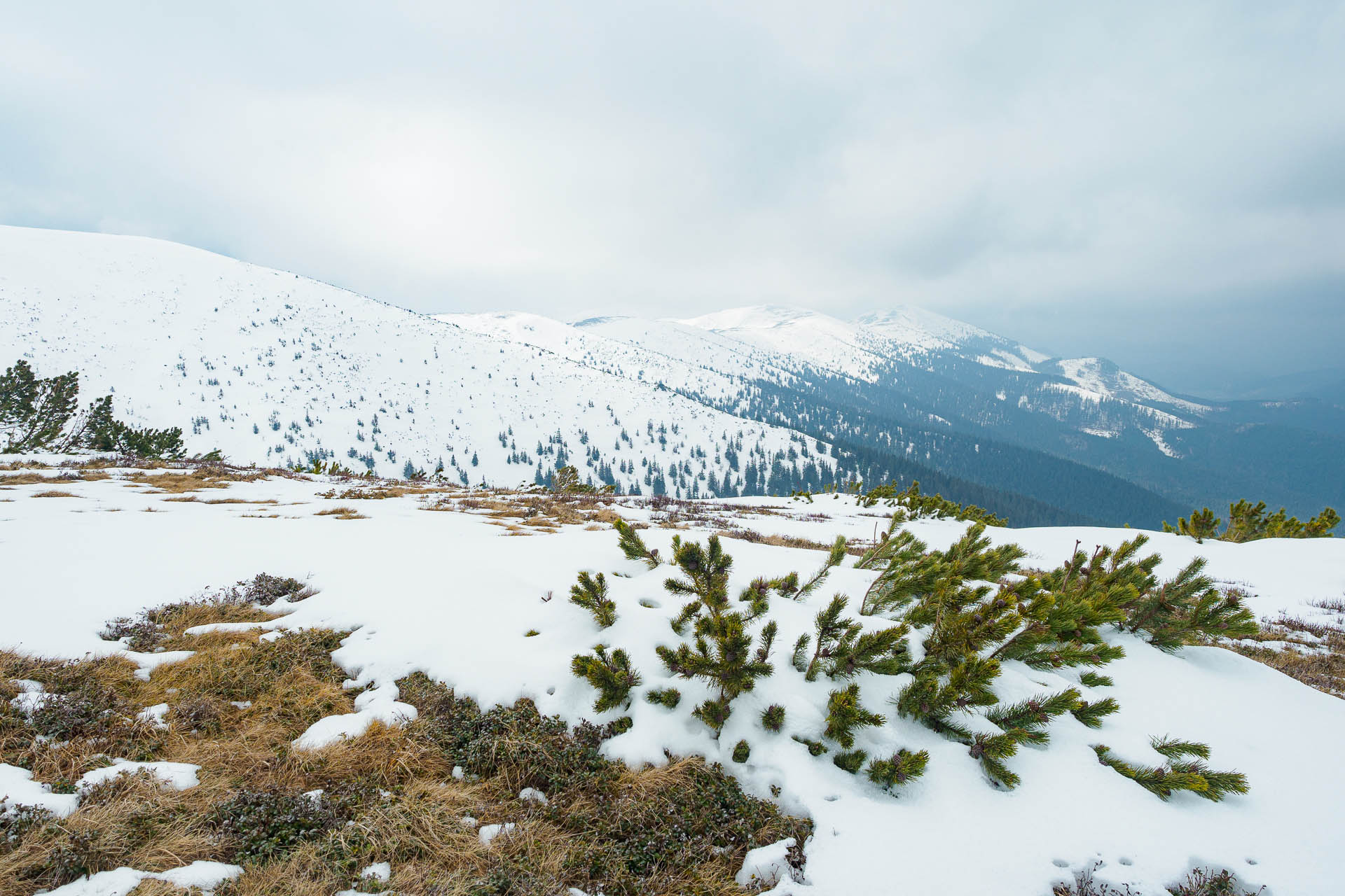 Chabenec z Magurky (Nízke Tatry)