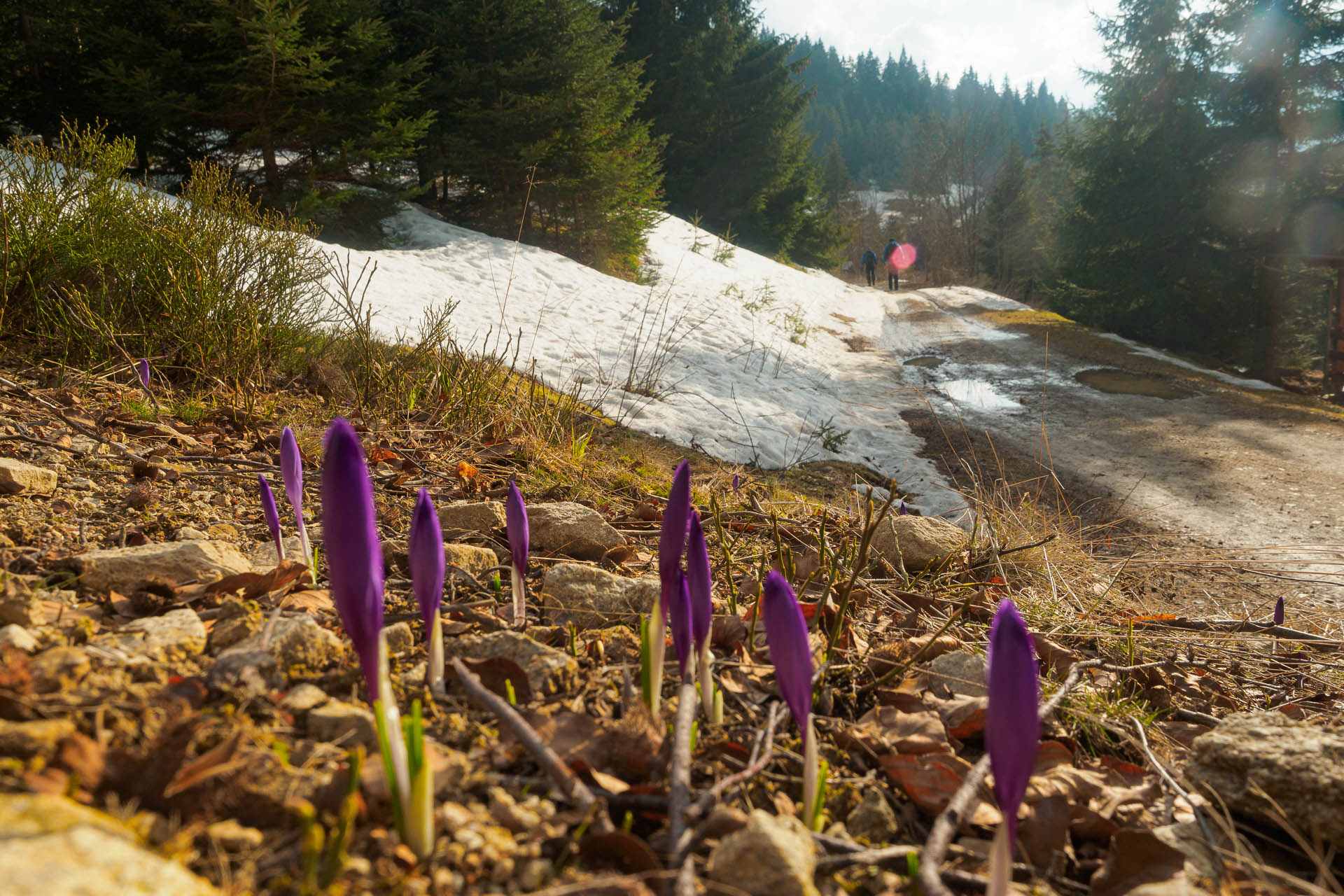 Chabenec z Magurky (Nízke Tatry)