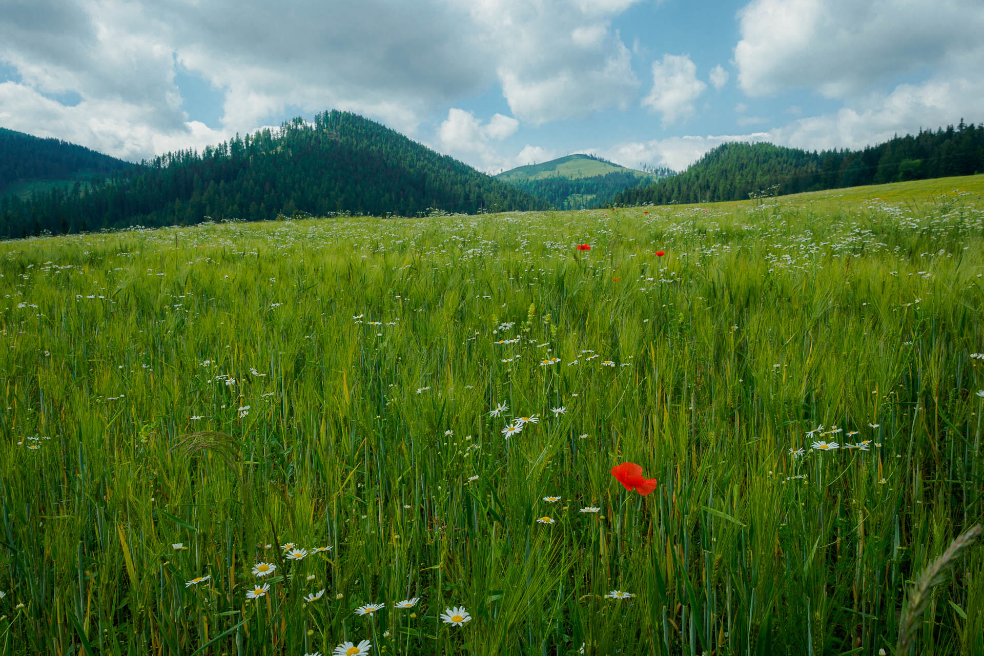 Kráľova hoľa z Liptovskej Tepličky (Nízke Tatry)