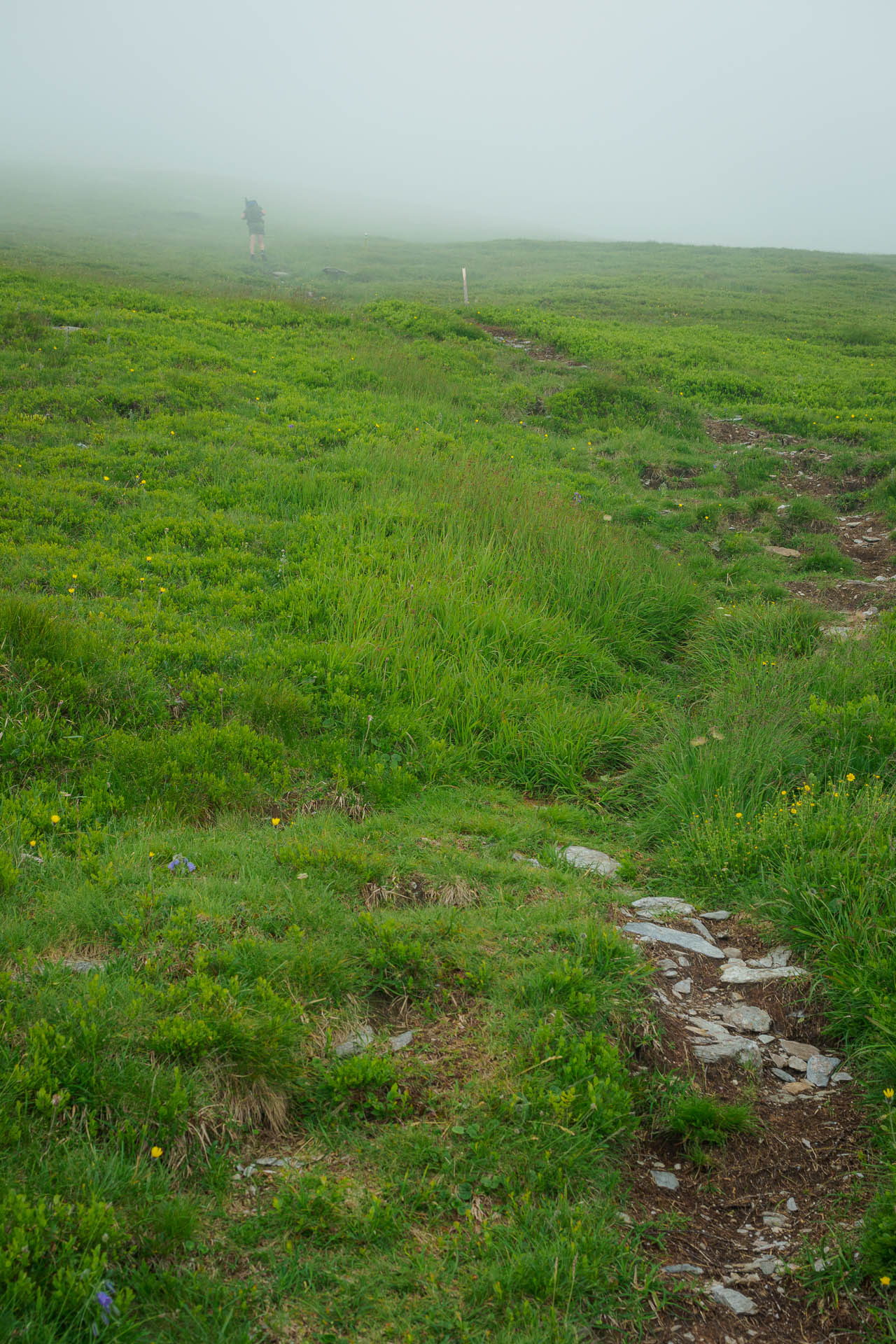 Kráľova hoľa z Liptovskej Tepličky (Nízke Tatry)