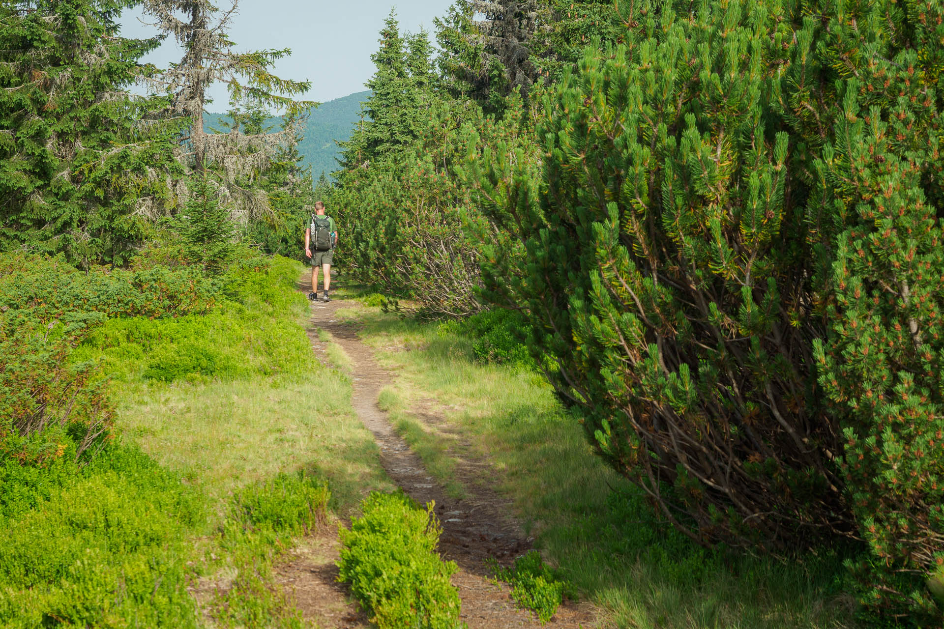 Kráľova hoľa z Liptovskej Tepličky (Nízke Tatry)