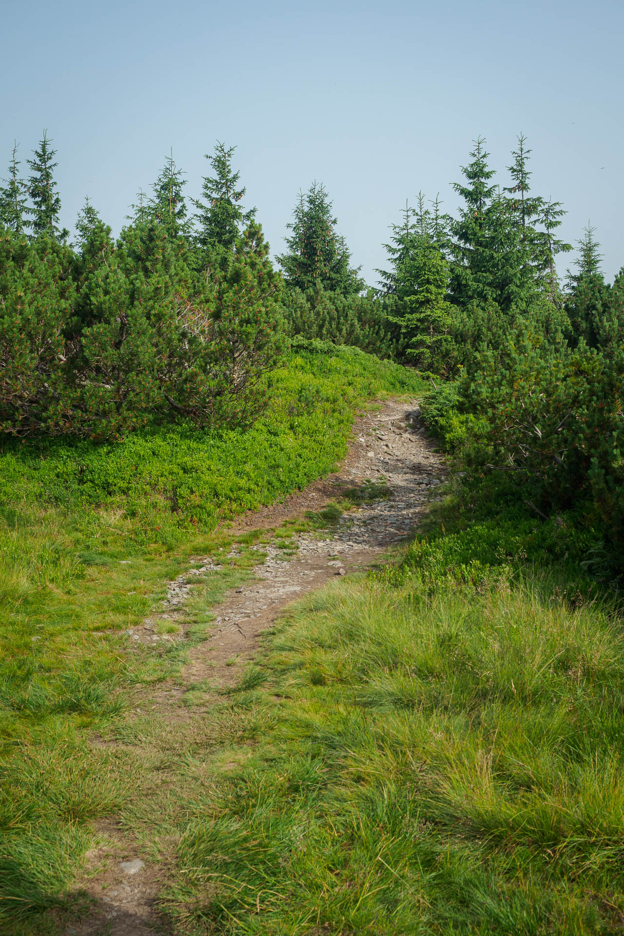 Kráľova hoľa z Liptovskej Tepličky (Nízke Tatry)