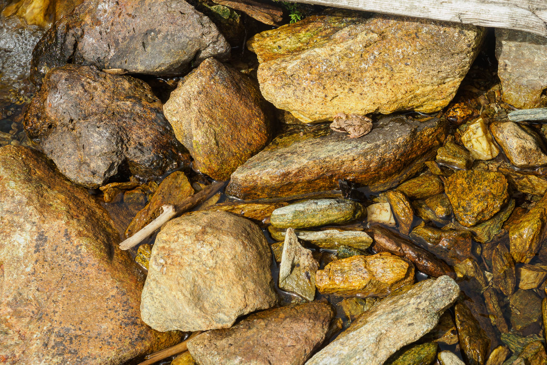 Kráľova hoľa z Liptovskej Tepličky (Nízke Tatry)