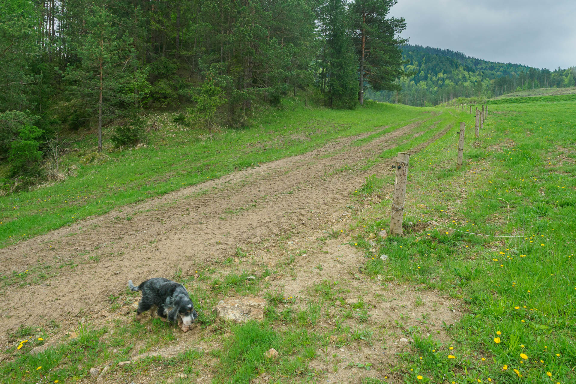 Smrekovica z Vyšného Slavkova (Branisko a Bachureň)