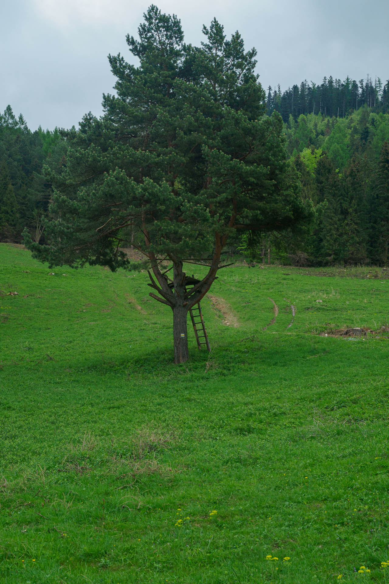 Smrekovica z Vyšného Slavkova (Branisko a Bachureň)