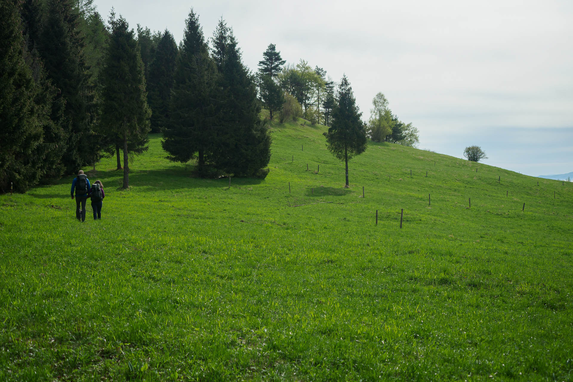 Smrekovica z Vyšného Slavkova (Branisko a Bachureň)