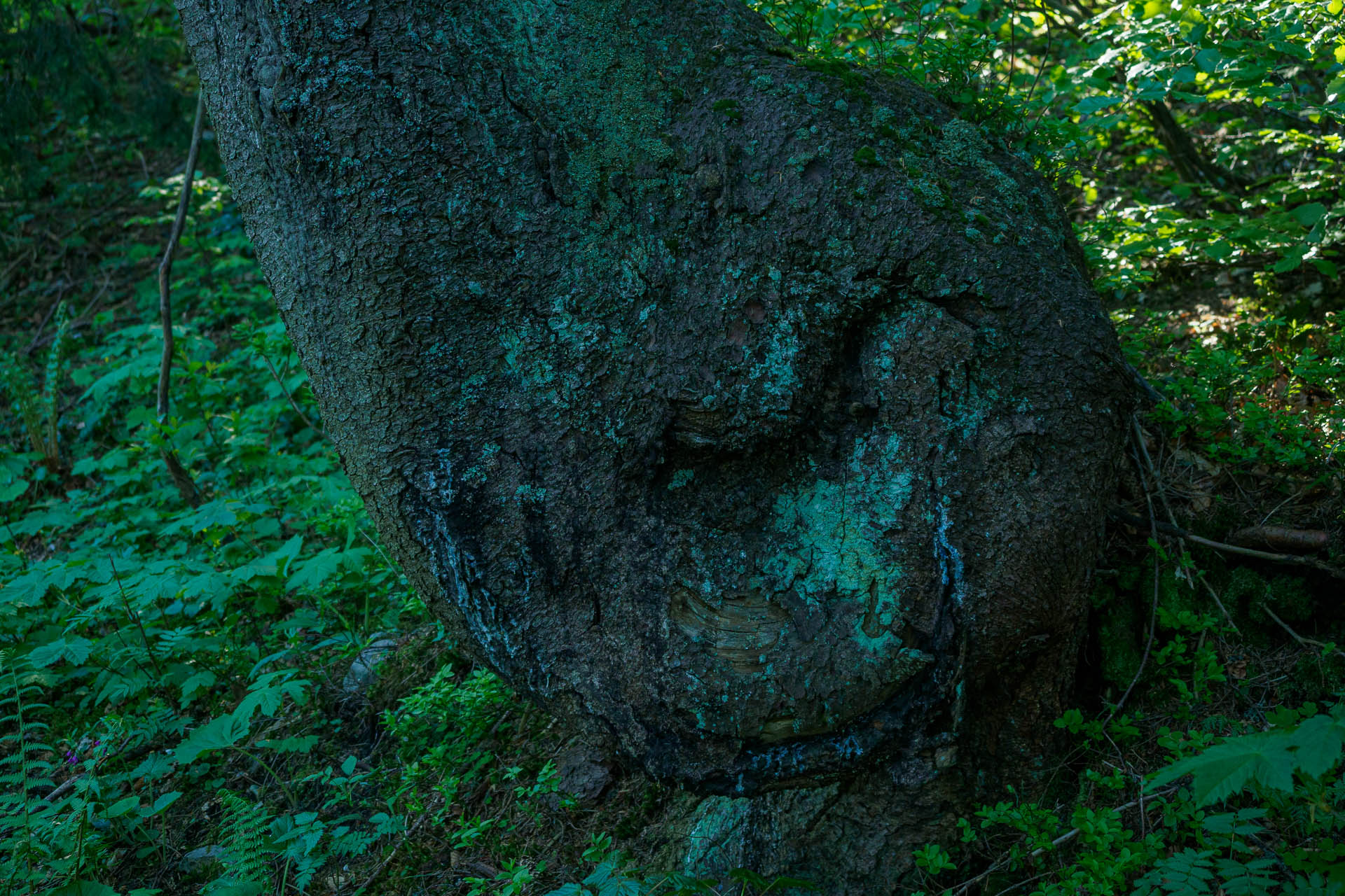 Z Chaty pod Borišovom na Rakytov (Veľká Fatra)