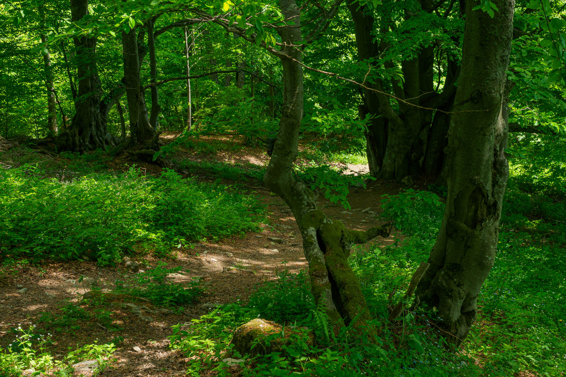 Z Chaty pod Borišovom na Rakytov (Veľká Fatra)