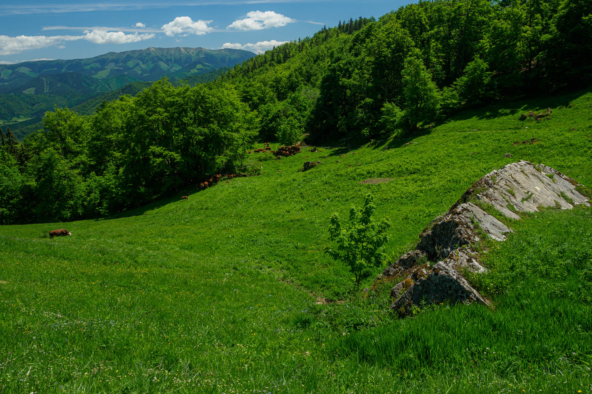 Z Chaty pod Borišovom na Rakytov (Veľká Fatra)