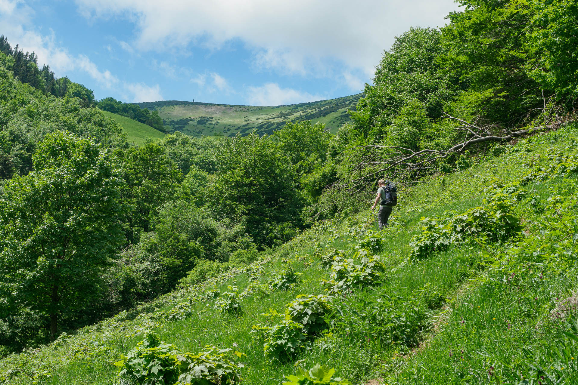 Z Vyšnej Revúcej cez Krížnu a Ostredok na Salaš pod Suchým vrchom (Veľká Fatra)