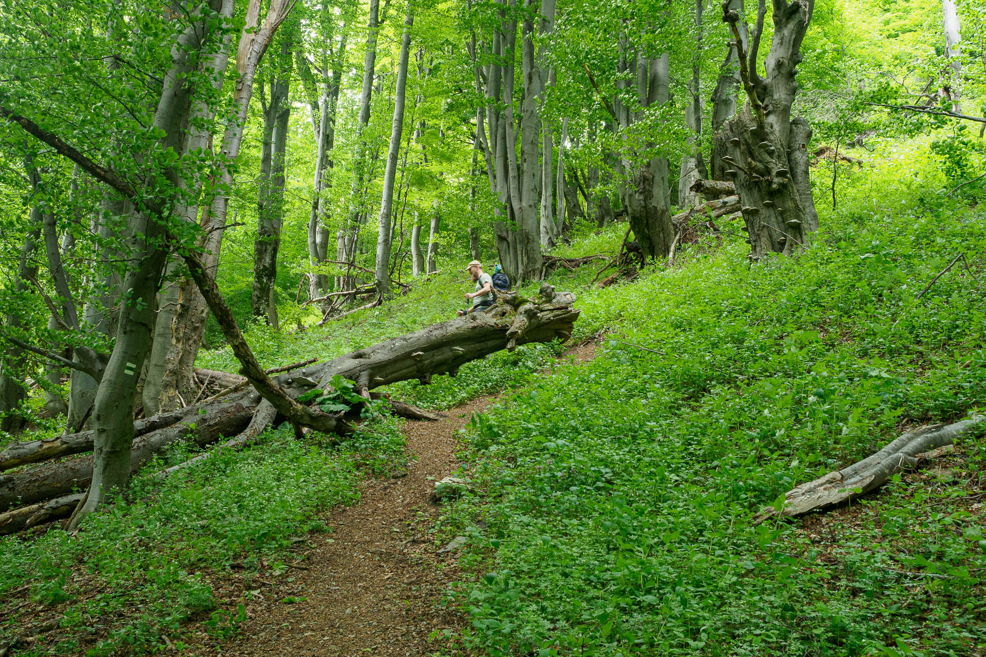 Z Vyšnej Revúcej cez Krížnu a Ostredok na Salaš pod Suchým vrchom (Veľká Fatra)