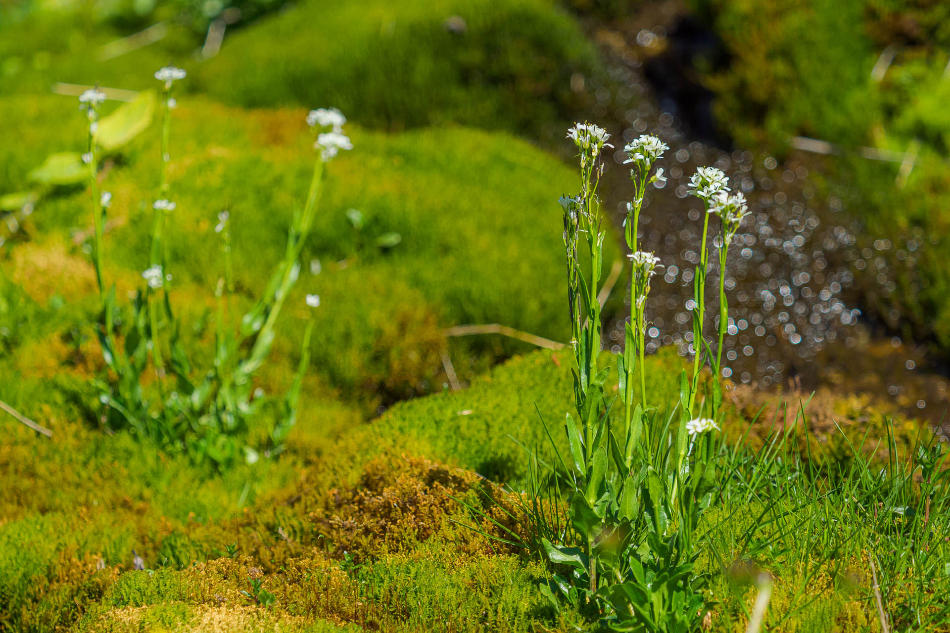 Zo Salaša pod Suchým vrchom cez Ploskú na Borišov (Veľká Fatra)